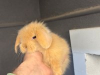 Hollanda Cüce Ve Mini Lop Tavşan Her Yere Gönderim Var
