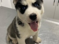 Sibirya kurdu (husky) erkek ve dişi köpeğimiz