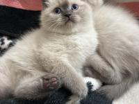 A+ kalite british shorthair isteyene