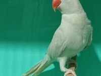 Buz mavisi mutasyon pakistan papağanı