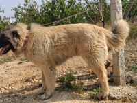 Orjinal Kafkas Çoban Köpeği Erkek