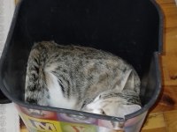 Kızımda Alerji Çıktı O Yüzden Kedimi Vermek Zorundayım