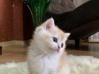 Güzeller Güzeli British Shorthair Luna