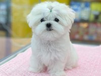 %100 Orjinal Maltese Yavruları