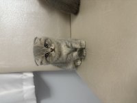 2 Aylık Kırık Kulak Dişi Scottish Fold