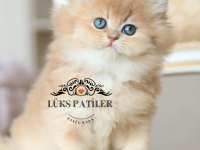İpeksi tüylü golden british longhair ny11
