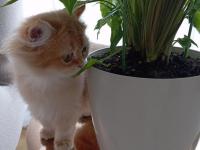 3.5 Aylık By12 British Longhair Dişi Kedimiz