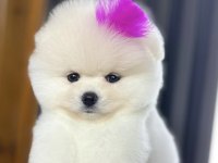 6 aylık dişi pomeranian yavru