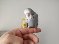 Yeni Yeme Düşen Show Jumbo Bilezikli Muhabbet Kuşları