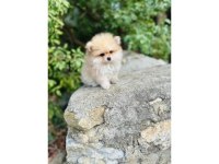 Pomeranian Boo Yavrumuz Sağlık Ve Irk Garantilidir
