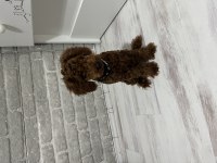 6 Aylık Yavru Erkek Poodle