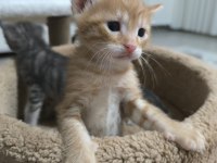 Yavru Tekir Kedilerimiz