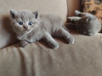 Yavru kedilerimize yeni yuva