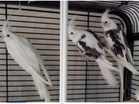 Ev Üretimi Sultan Papağanları