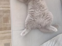 Duman 1 Yaşında Ayı Surat Kedimiz