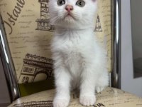 Scottish Fold Erkek Beyaz Nevşehir