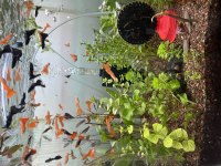 Safkan albino full red moscow blue lepistes