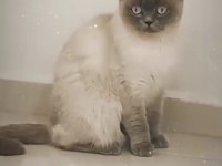 British Shorthair Kızımıza Güvenilir Ve Ömürlük Aile Arıyoruz