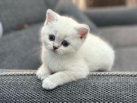 1,5 aylık dişi british shorthair