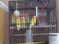 5 Adet 3-4 Aylık Sevda Papağanı Yavruları