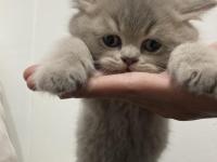 British Longhair Bicolor Kedimiz