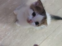 Yavru Kedilerimiz Ömürlük Sahiplerini Arıyor