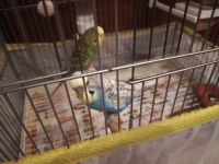 Muhabbet kuşu dişi ve erkek 1 yaşında