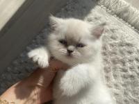 1 aylık maviş british shorthair yavrularımız