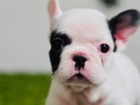 French bulldog yavruları