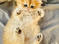 Fas kanli golden british longhair kedi
