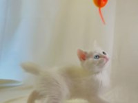 En Çok Konuşan: Farklı Gözlere Sahip Beyaz British Shorthair