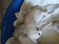 20 Günlük Scottish Yavrular