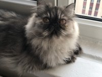 6 Aylık Dişi İran Persian Kedimiz