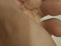 Sarı Monk Papağanı Bebekler