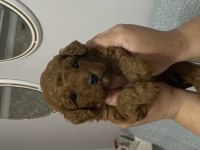 Dünyalar Tatlısı Poddle Oğlumuz