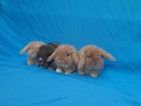 Hollanda Teddy Lop Tavşan Yavruları
