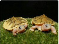 Su Kaplumbağaları Ve Tüm Malzemeleri Aynı Gün Adrese Teslim