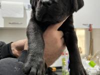 Sadece Kalite Cane Corso Köpekler