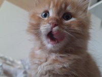 Kedim İçin Ev Arıyorum