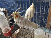 Lutino Çift Sultan Papağanı