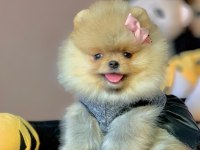 Safkan Pomeranian Boo Yavrularımız