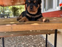 A Kalite Macar Kafa Rottweiler Bebek Köpekler