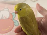 El besleme forpus yavrusu