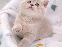 Lilac british shorthair denizli
