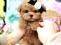 Toy Poodle Yavru Köpekler Ücretsiz Değildir