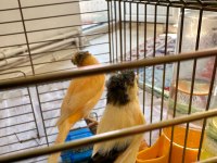 Alman Tepeli Kanarya