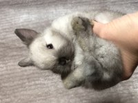 Safkan Cüce Tavşan Karşıyaka