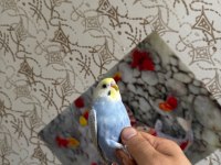 2 aylık muhabbet kuşları kendi kuşlarımız