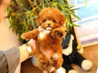 Toy poodle cins yavrularım