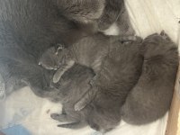 En Safkan Kediler Ömürlük Yuvasına Gidiyor!